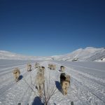 Tour mit dem Hundeschlitten an den Sermiliqfjord