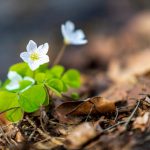 Neulich im Wald