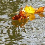 Blätter im Wasser