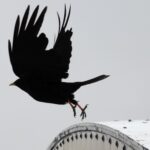 Alpendohle auf der Zugspitze
