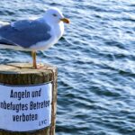 Möwe auf verbotenen Wegen
