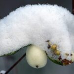 Knallerbsen mit Schnee