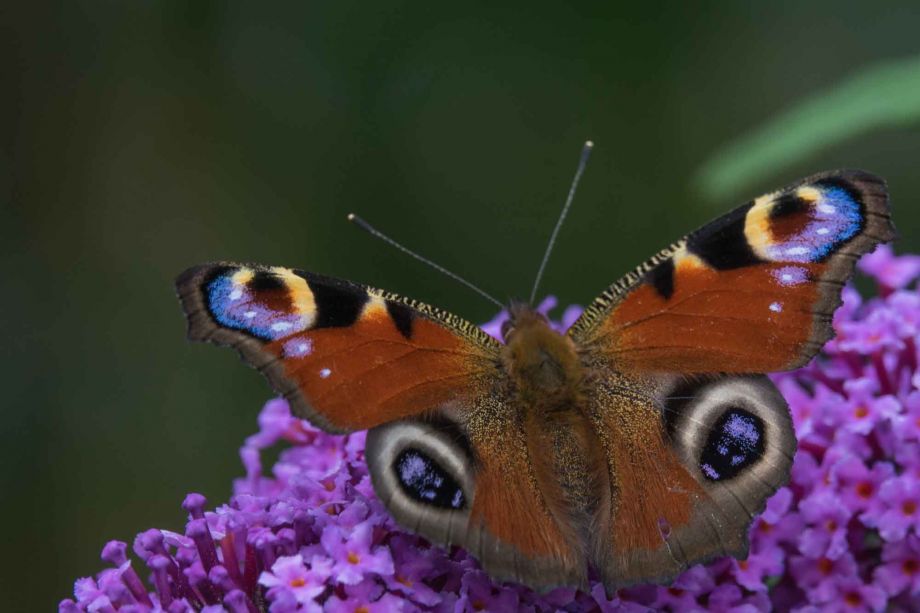 Sommerimpressionen: Schmetterling Peter Zimmer