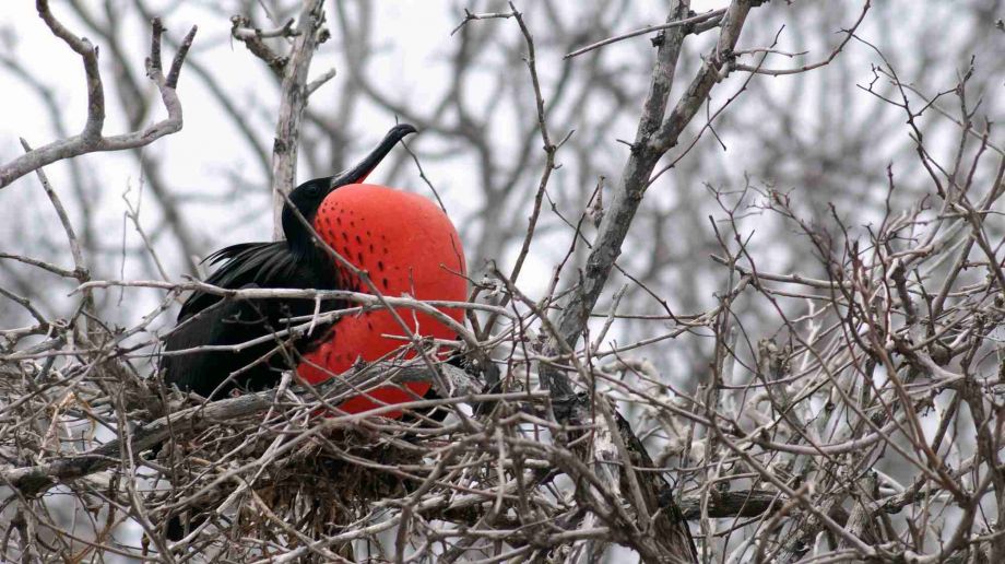 Sommerimpressionen: Fregattvogel Galapagos Foto: Regina Koy-Redemann