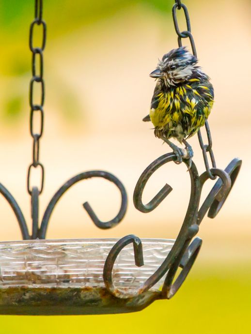 Sommerimpressionen: Sommerzeit ist Badezeit Ralf Spiegel