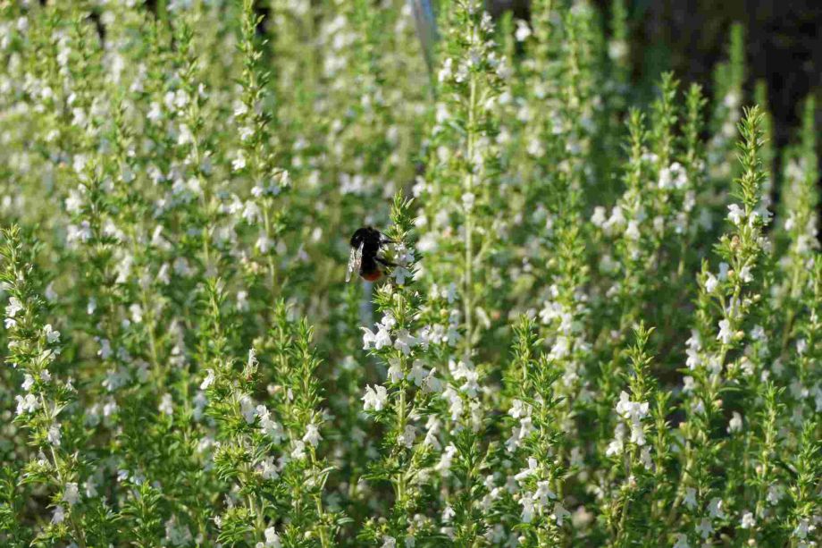 Sommerimpressionen: Hummel in Blüten Foto Dierk Kallendorf