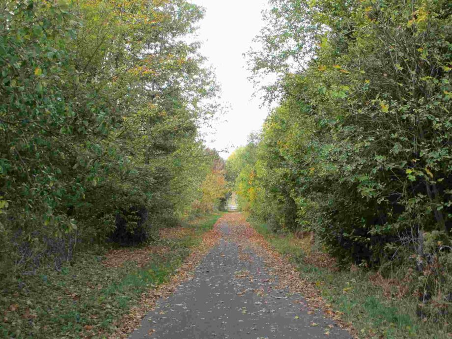 Herbstlätter