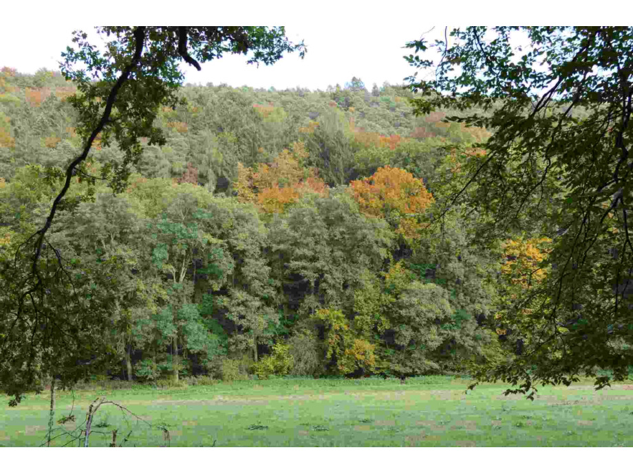 Herbstwald