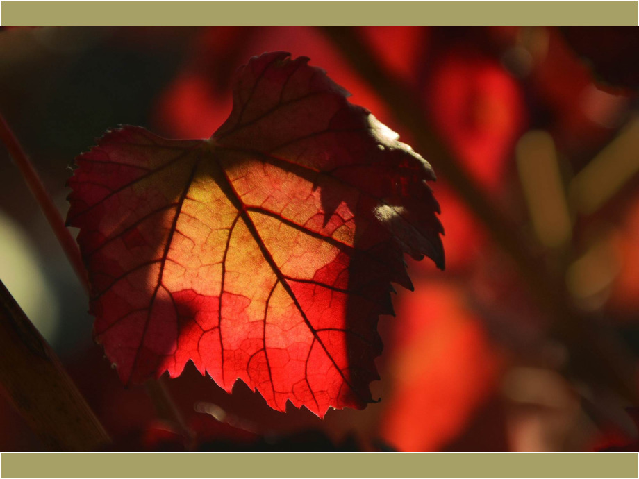 Rotes Weinblatt