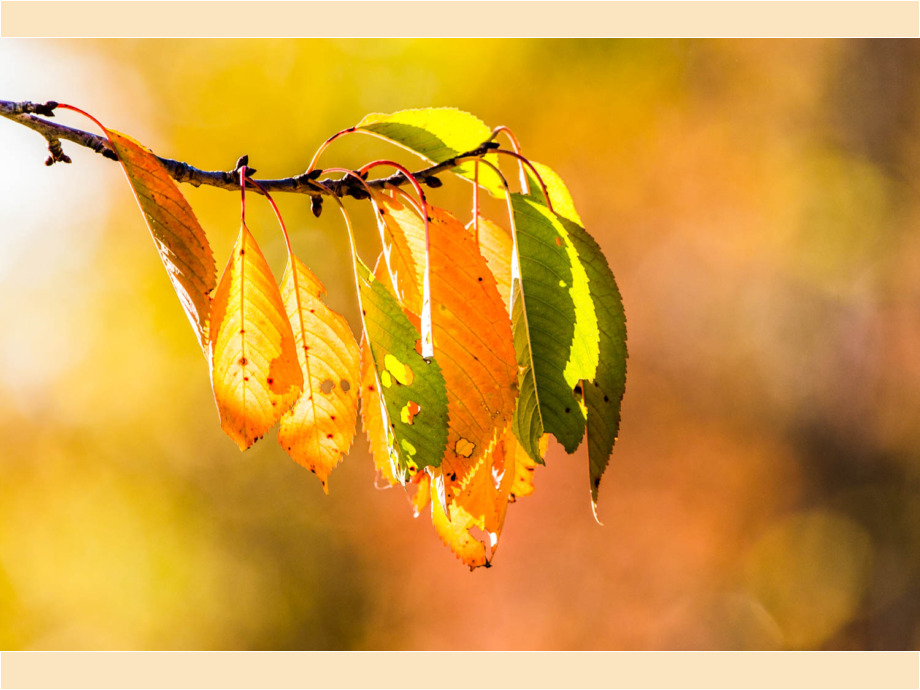 Blätter im Herbstlicht