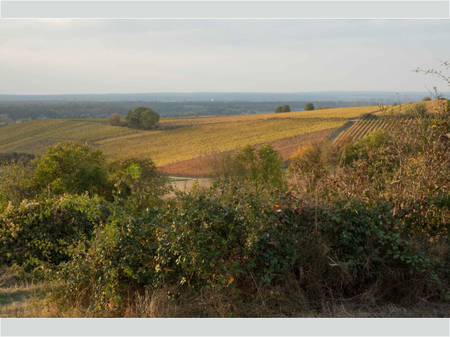 Weinberge