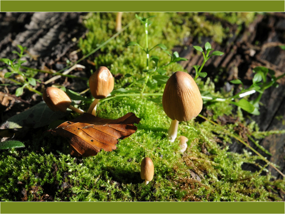Waldpilze
