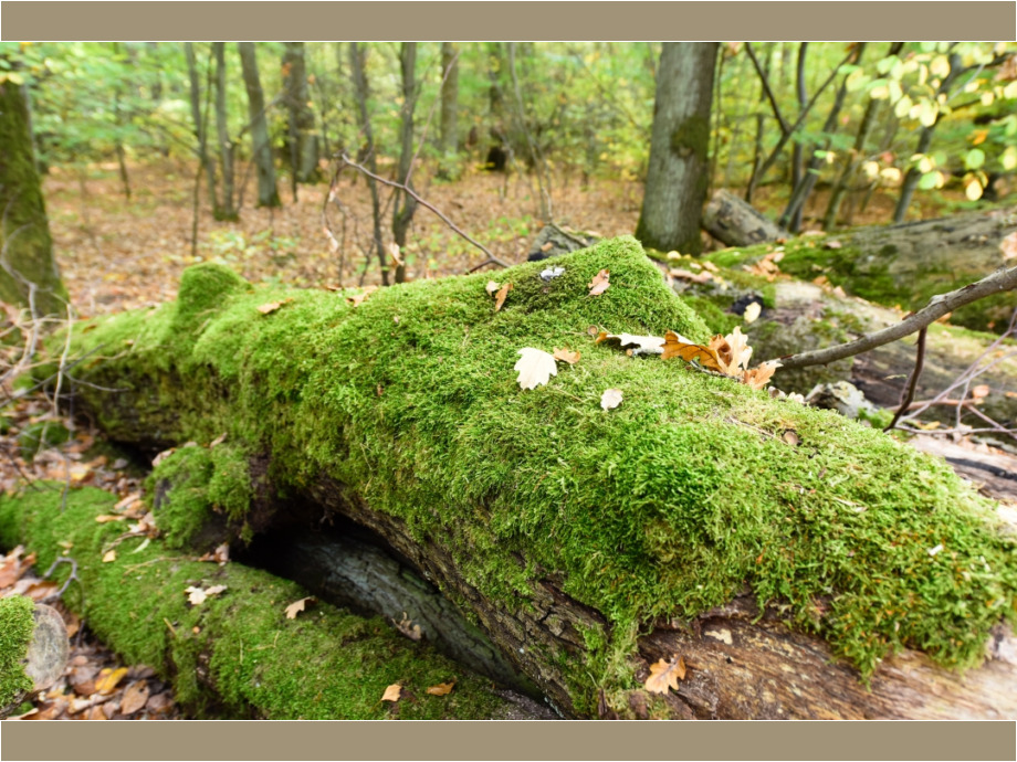 Moos im Wald