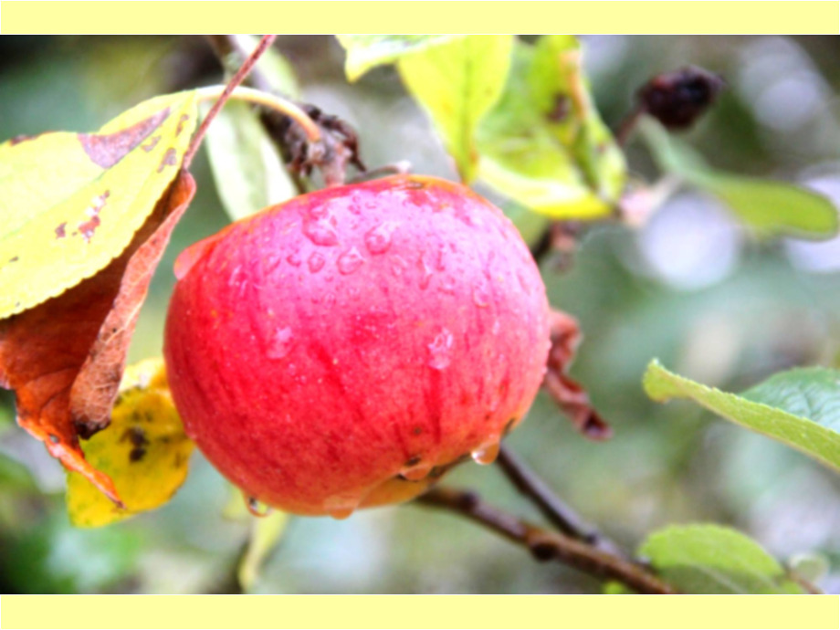 Apfel im Herbst