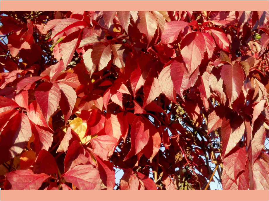 Rotes Weinlaub