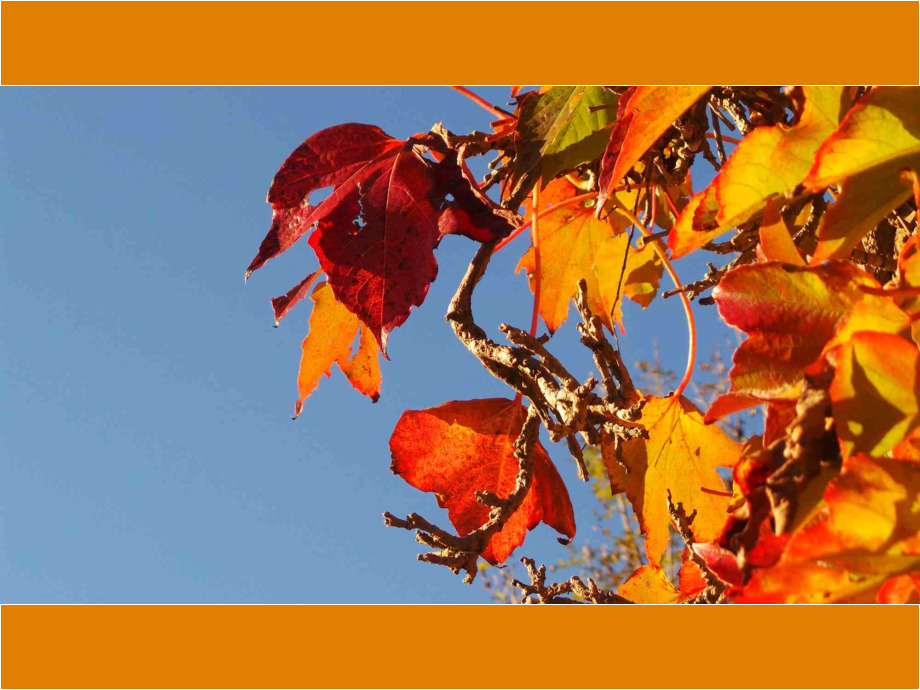 Herbstblätter
