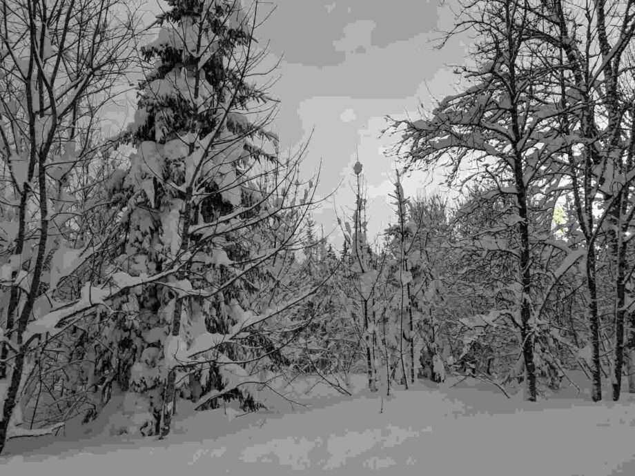 Verschneiter Winterwald