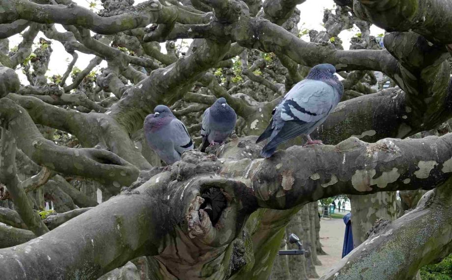Tauben auf Platanen Tauben
