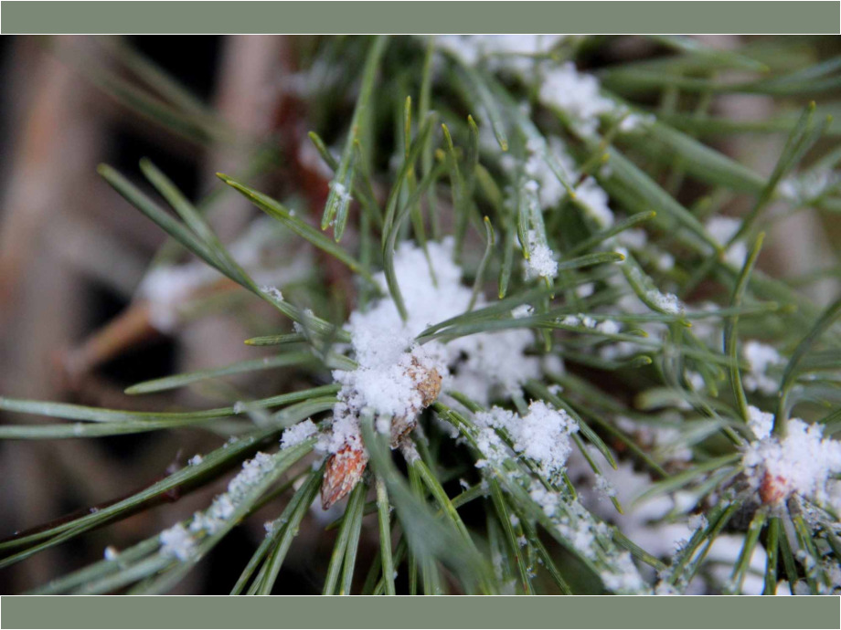 Schnee auf Tannenspitzen