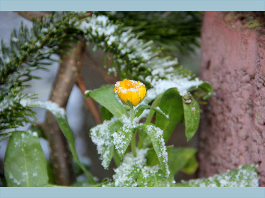 Eingeschneite Blüte
