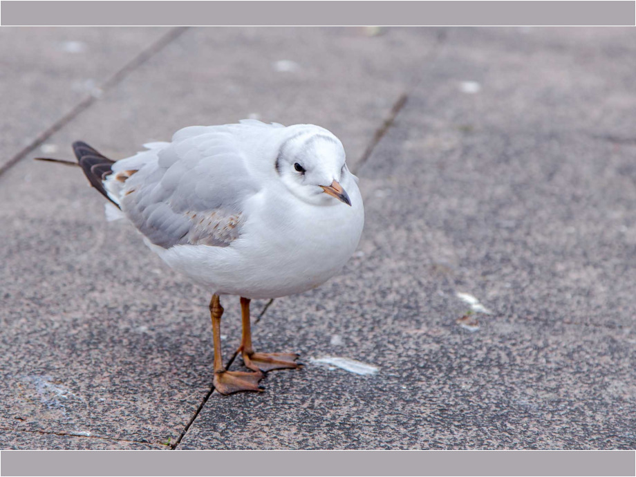 Möwe friert