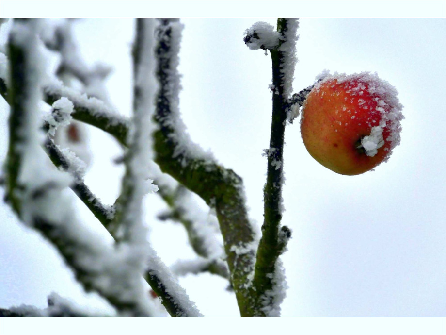 Winterapfel
