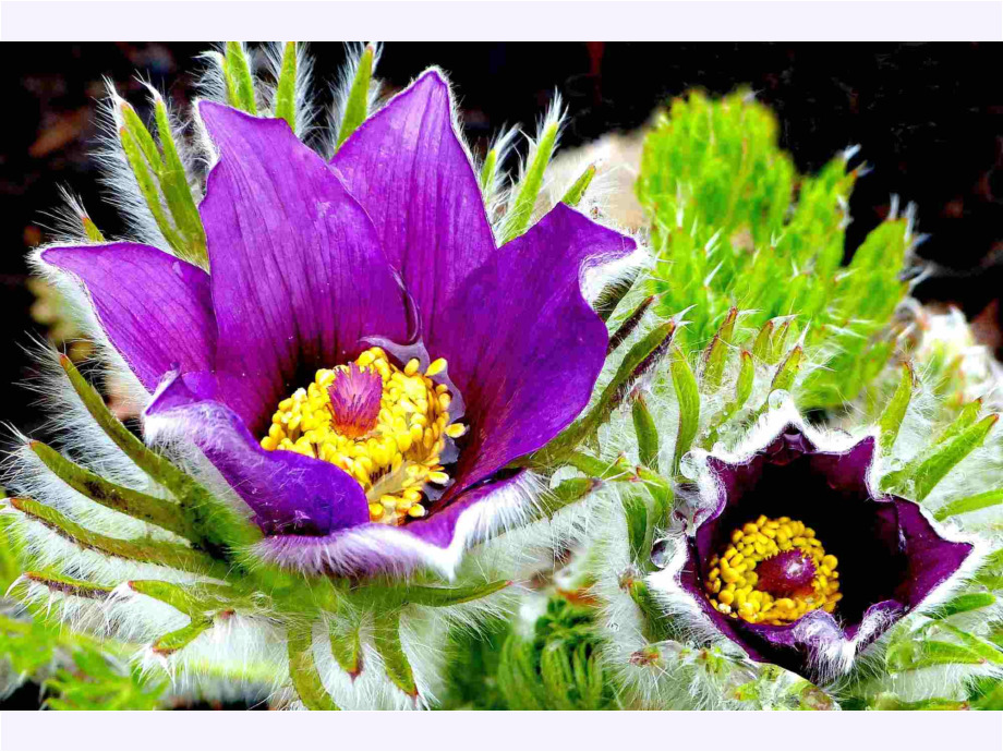 Blume Blume