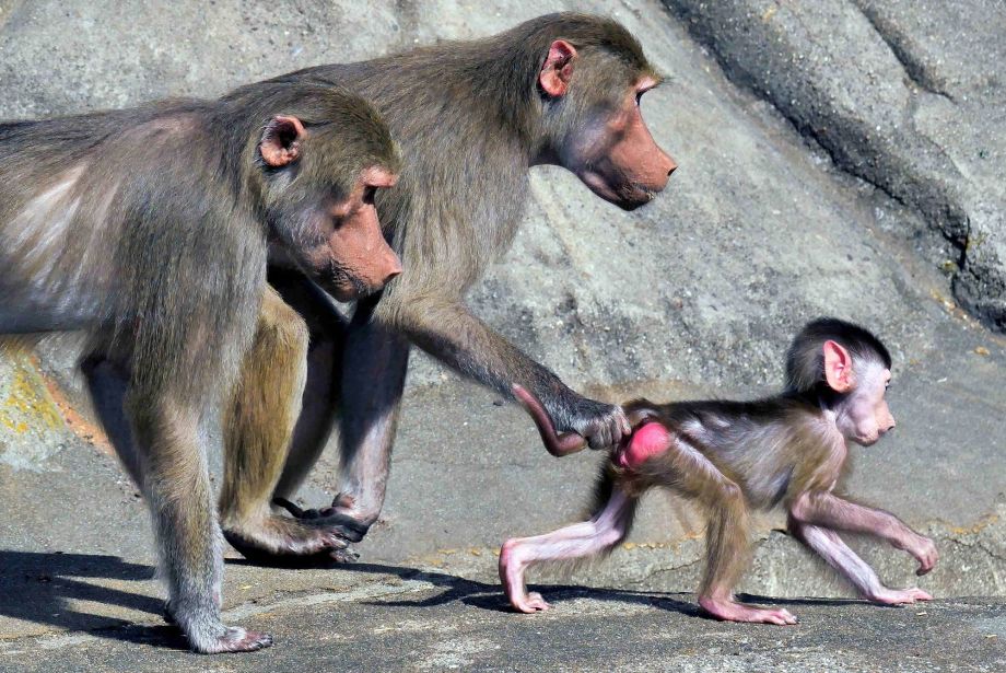 Affen Affen