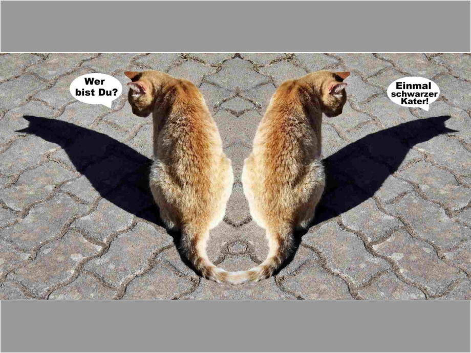 Katzen Katzen