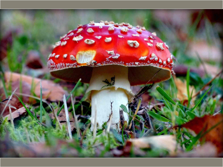 Fliegenpilz Fliegenpilz
