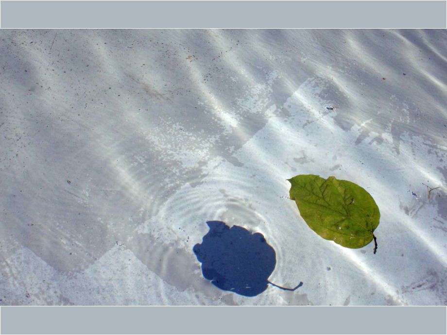 Blatt im Brunnen