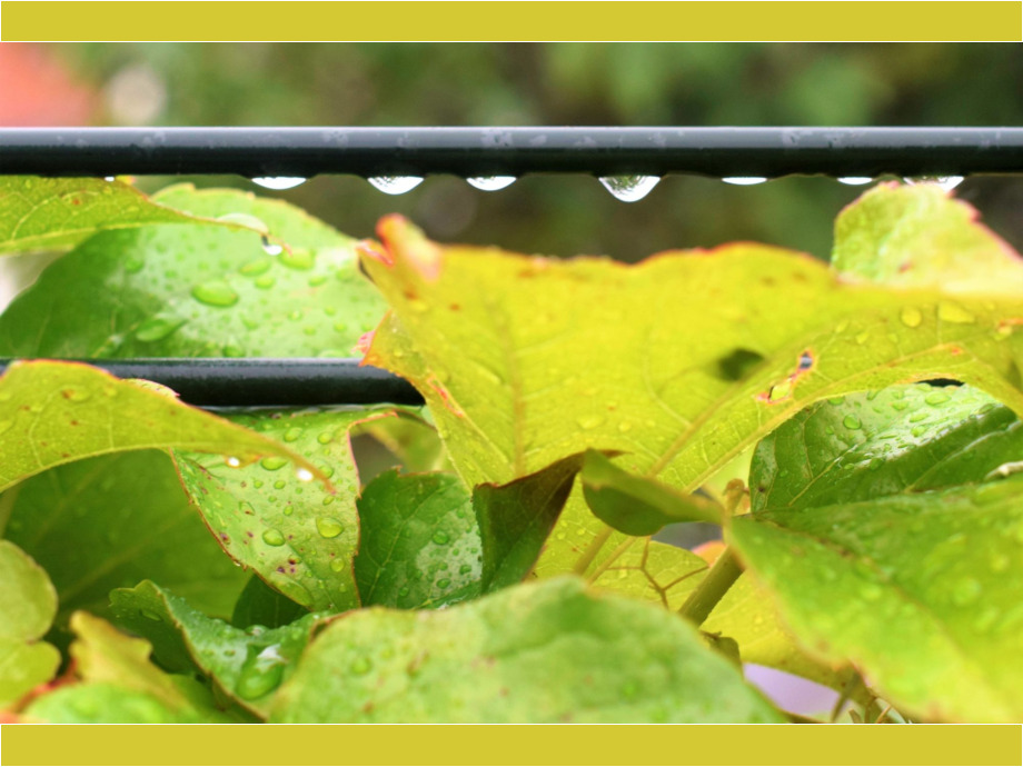 Wassertropfen im Landregen