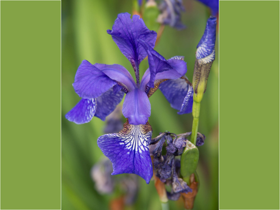 Blaue Blume