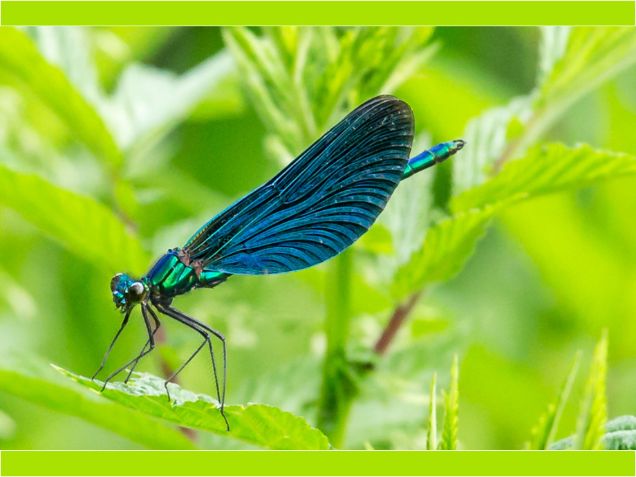 Blaue Jungfer