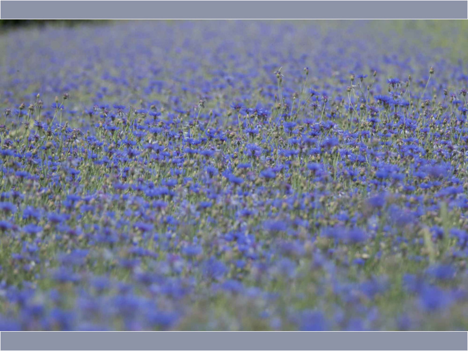 Kornblumen-blau