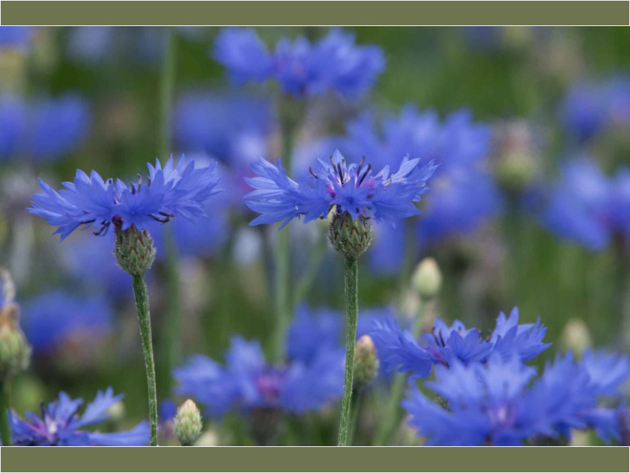 Kornblumen blau