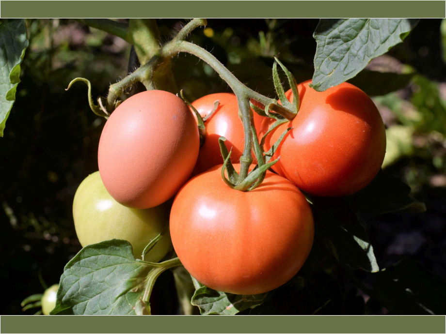 Tomaten rot-grün mit Ei