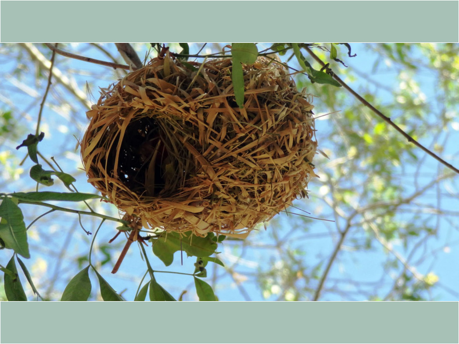 Nest der ‚Namibia Webervögel‘