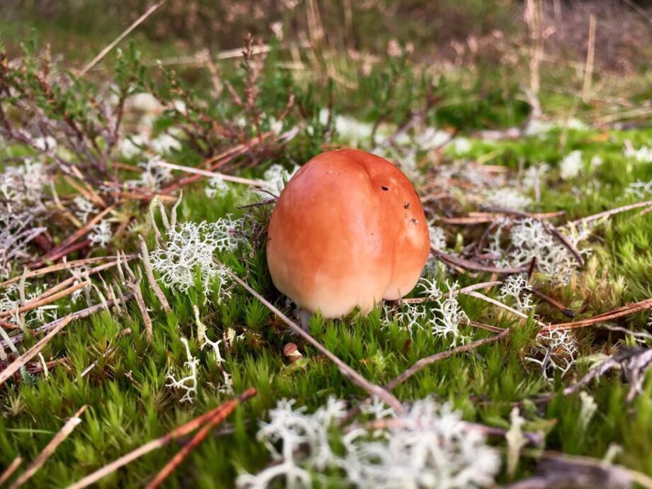 Pilzspross im Moos mit Flechtenabrissen