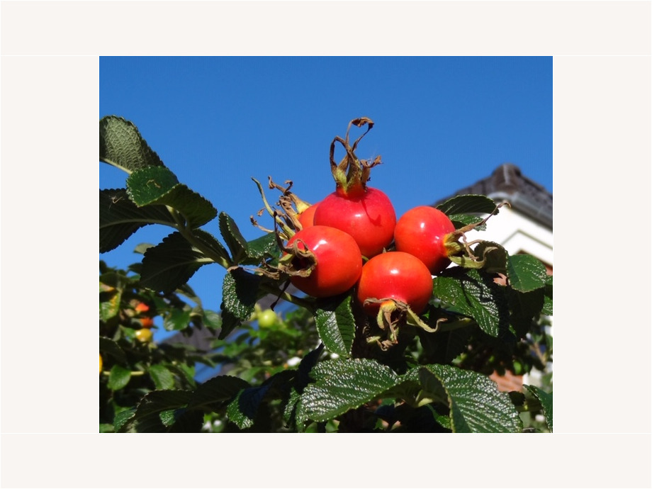 Früchte der Kamtschatka-Rose (auch Kartoffelrose genannt)