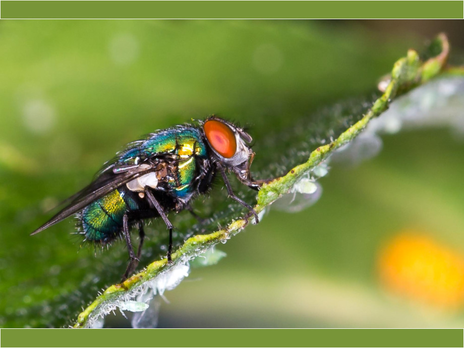 Mach die Mücke Mach die Mücke