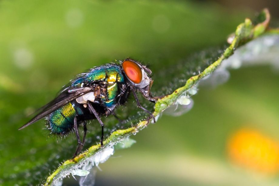 Mach die Mücke Mach die Mücke