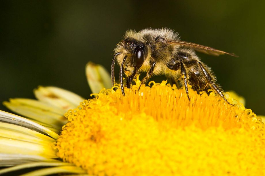 Wildbiene Wildbiene