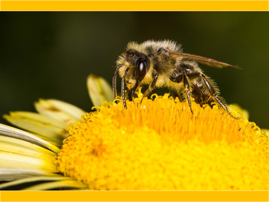 Wildbiene Wildbiene