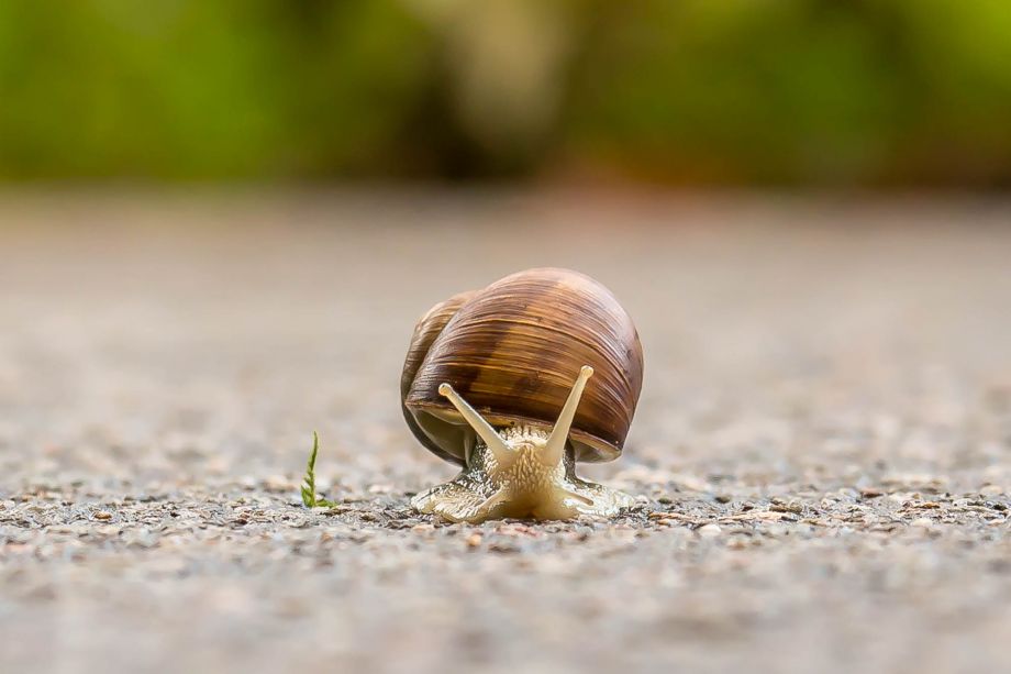 Schnecke Schnecke