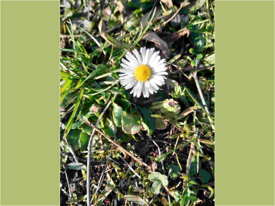 Rundes aus der Natur