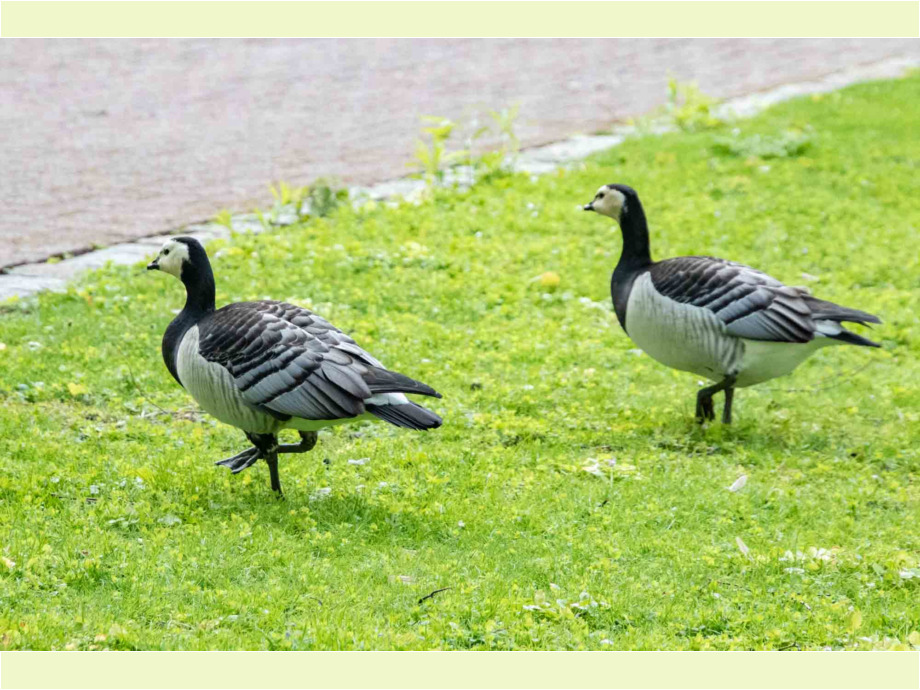 Gänse