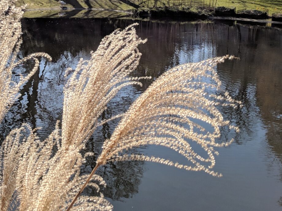 Gräser am Fluss