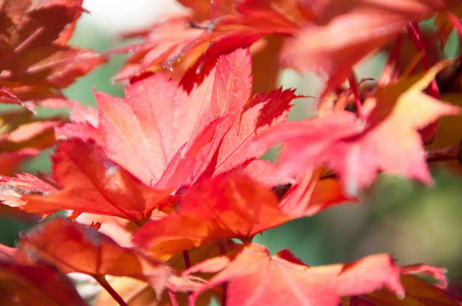 es wird herbstlich es wird herbstlich