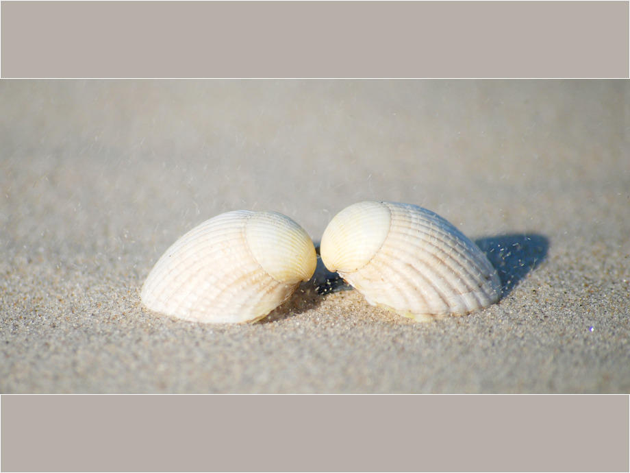 Muscheln